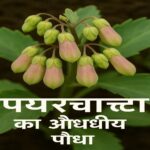 Patharchatta ka aushadhiya poudha jpg imege