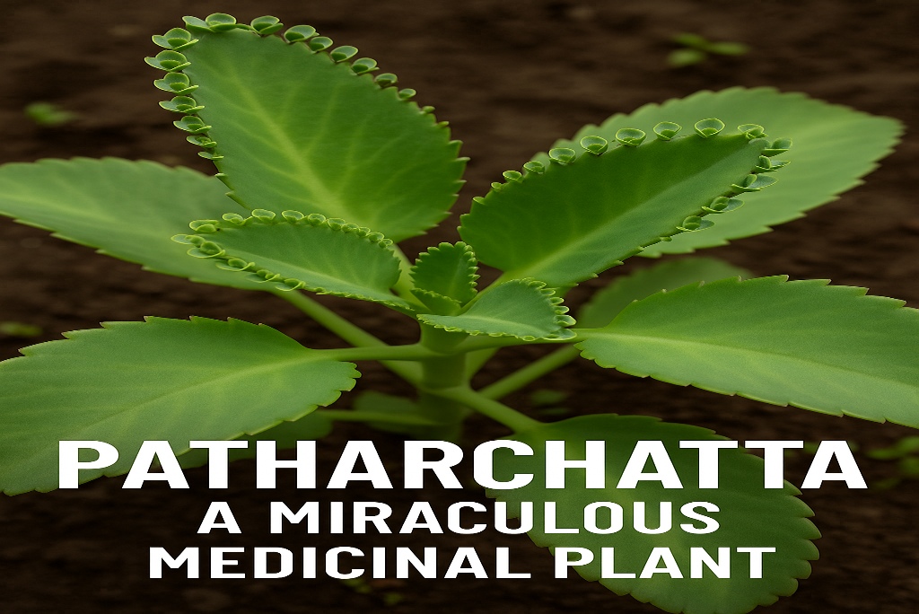 Patharchatta medical plant.jpg