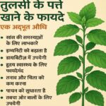 Tulsi-ke-patte-khane-ke-fayde.jpg imege